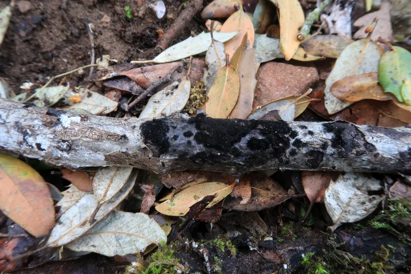 Chaetosphaerella phaeostroma 1 - IMG_5742